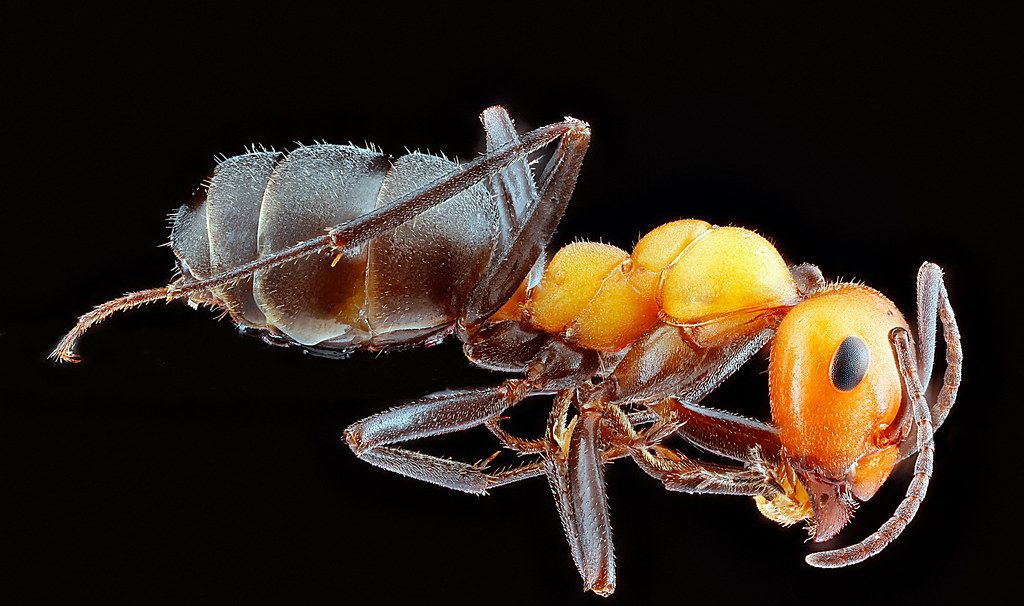 Ant Control service in Twin Falls, ID