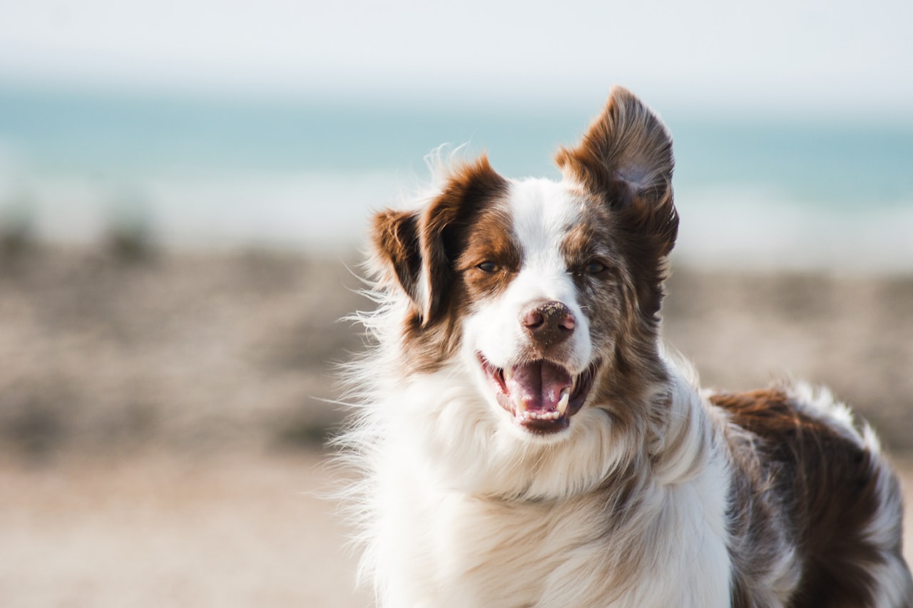 Flea & Tick Control service in Twin Falls, ID