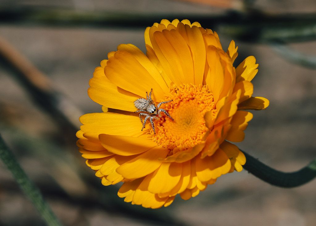 Spider Control service in Twin Falls, ID